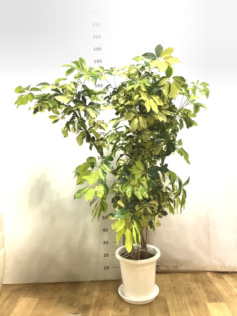 シェフレラ　200センチ　観葉植物 シェフレラ 072403 販売・通販 ［詳細ページ］ *tree tree*