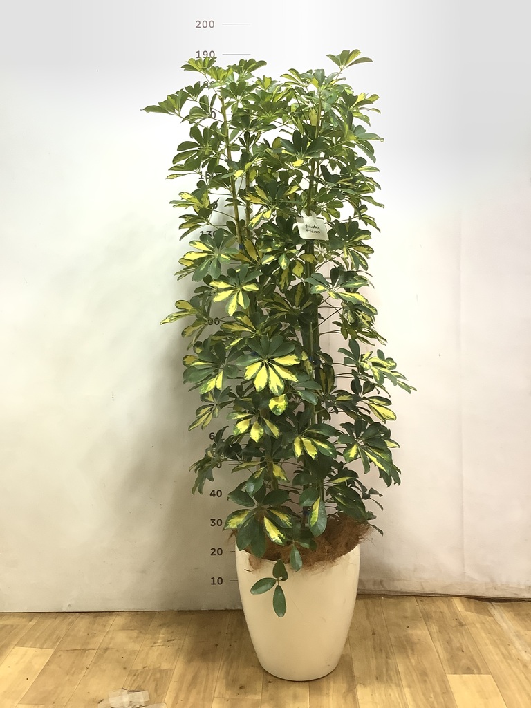 観葉植物 シェフレラ（カポック） 10号 斑入り ラスターポット 付き