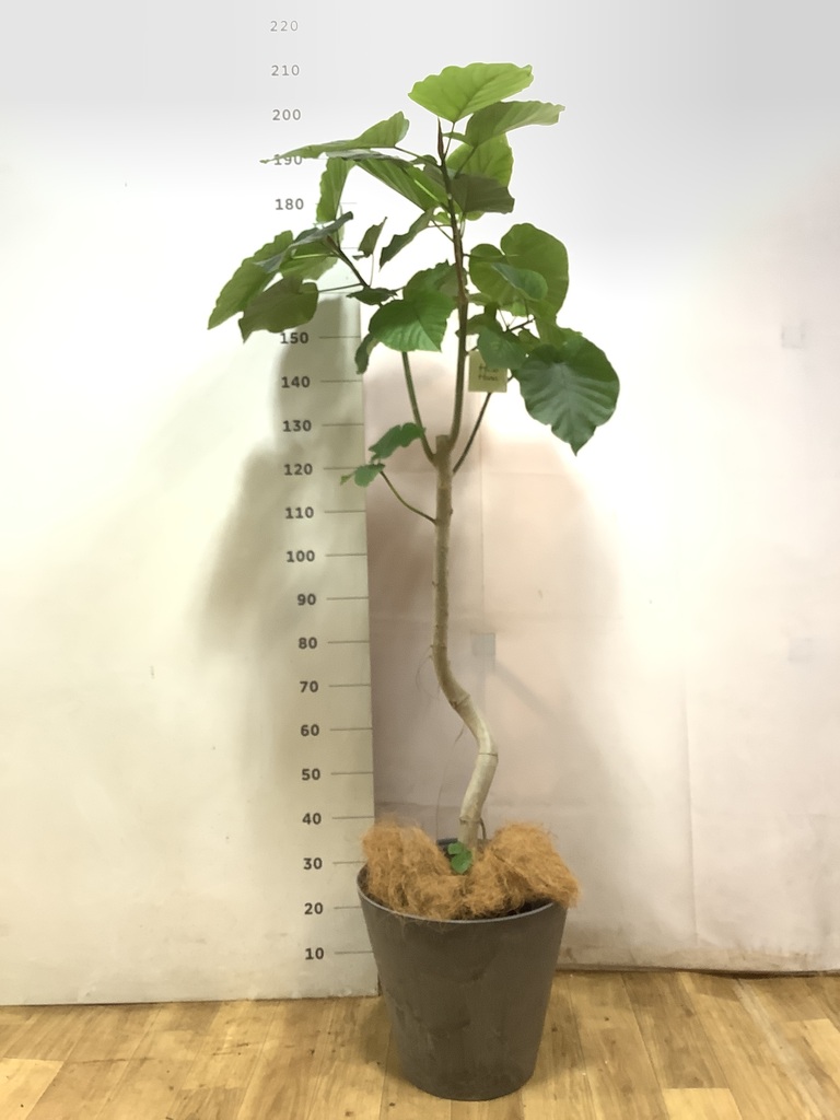 観葉植物 フィカス ウンベラータ 10号 曲がり ファイバークレイ