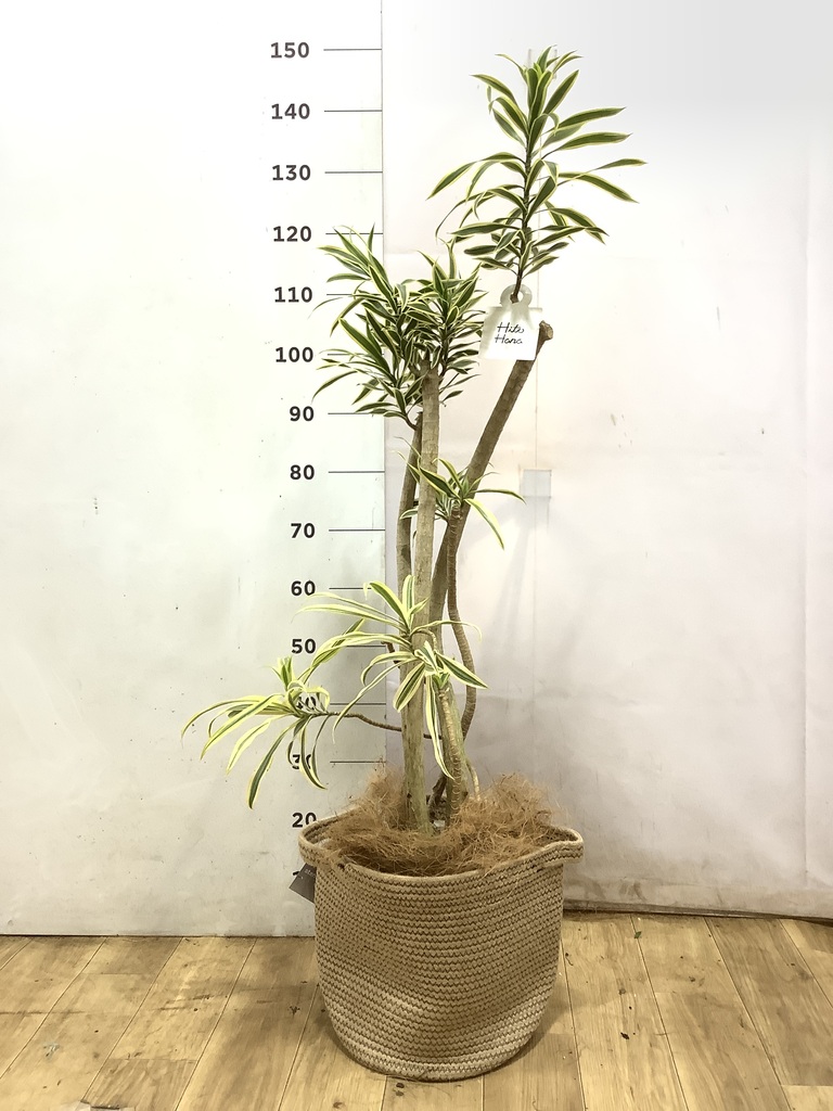 ドラセナ ソング オブ インディア 1点もの（現品・現物） | 観葉植物