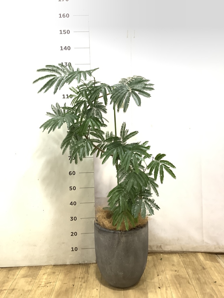 エバーフレッシュ 曲がり | 観葉植物通販 Hitohana（ひとはな）