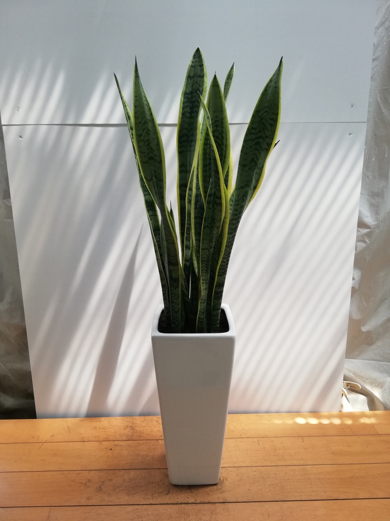 観葉植物 サンスベリア 7号 トラノオ 角陶器スリム | 観葉植物なら