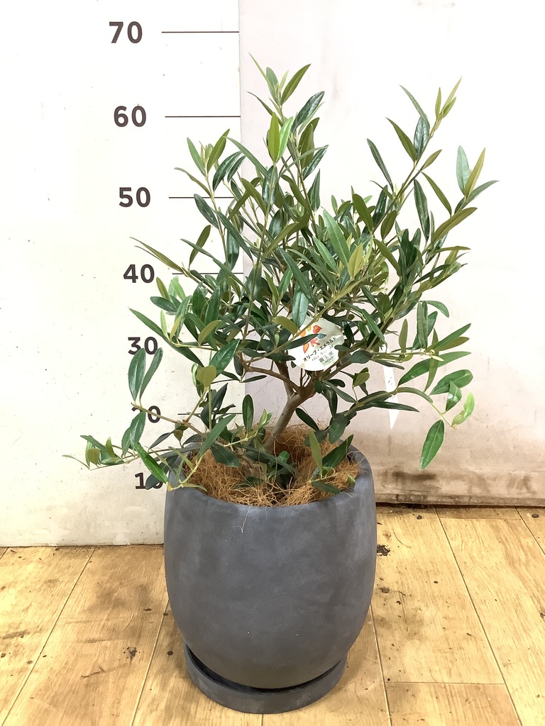 オリーブの木 5号 | 観葉植物の通販ならHitoHana（ひとはな）