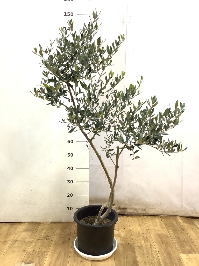 オリーブの木 ルッカ | 観葉植物 | 送料無料でお届け - Hitohana（ひと