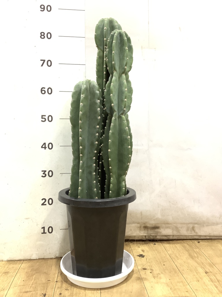 観葉植物 柱サボテン 8号 プラスチック鉢 | 観葉植物ならHitoHana(ひと