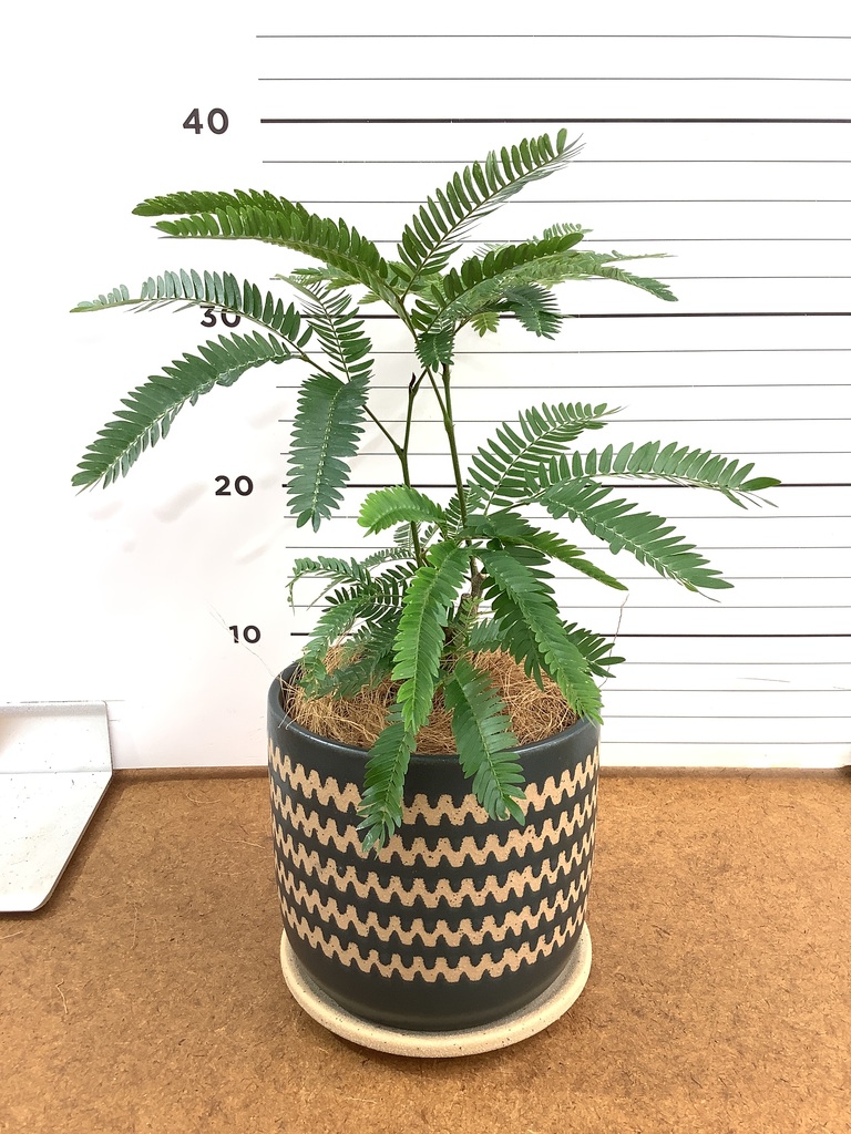 エバーフレッシュ 4号 | 観葉植物 | インテリアやギフトに - Hitohana