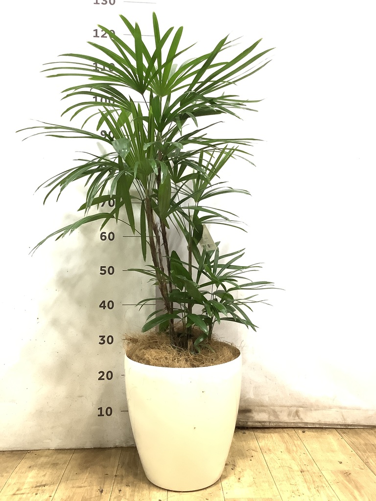 観葉植物 シュロチク（棕櫚竹） 8号 ベータ キューブプランター ウッド