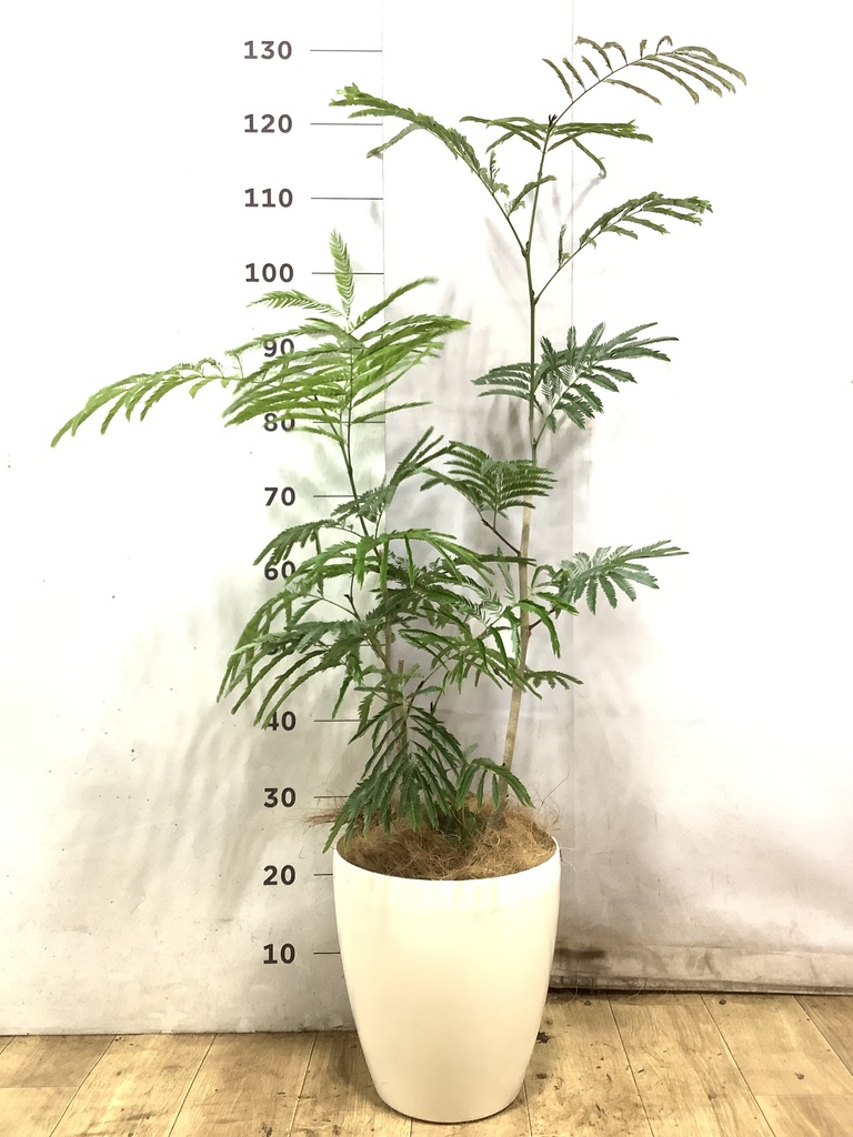 エバーフレッシュ 7号 | 観葉植物の通販ならHitoHana（ひとはな）