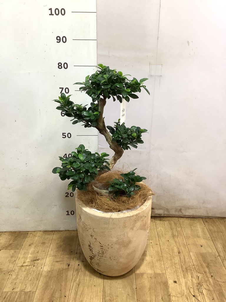 ガジュマル 8号 | 観葉植物通販HitoHana(ひとはな)