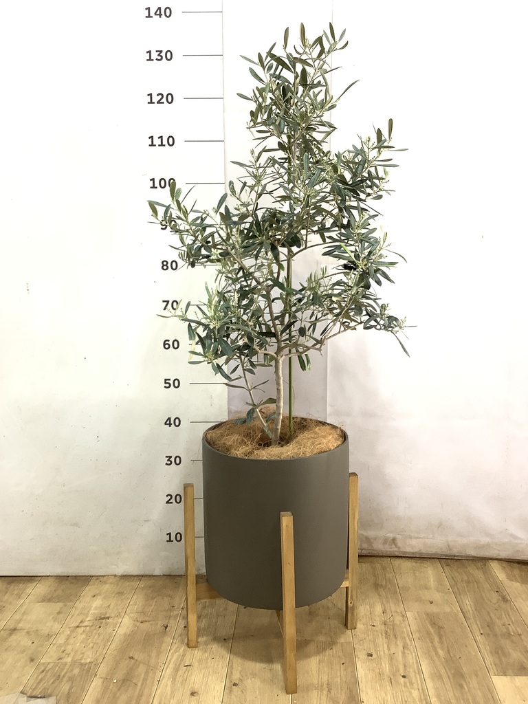 オリーブの木 デルモロッコ | 観葉植物通販HitoHana(ひとはな)