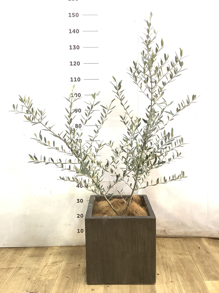 オリーブの木 ピクアル | 観葉植物 | 送料無料でお届け - Hitohana