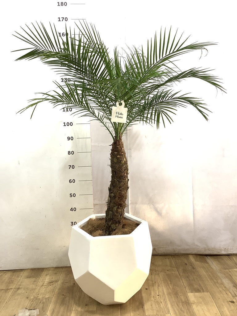 フェニックスロベレニー | 観葉植物の通販ならHitoHana（ひとはな）