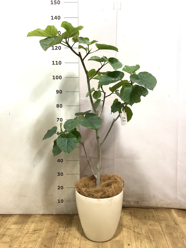 観葉植物 フィカス ウンベラータ 風水 | HitoHana（ひとはな）