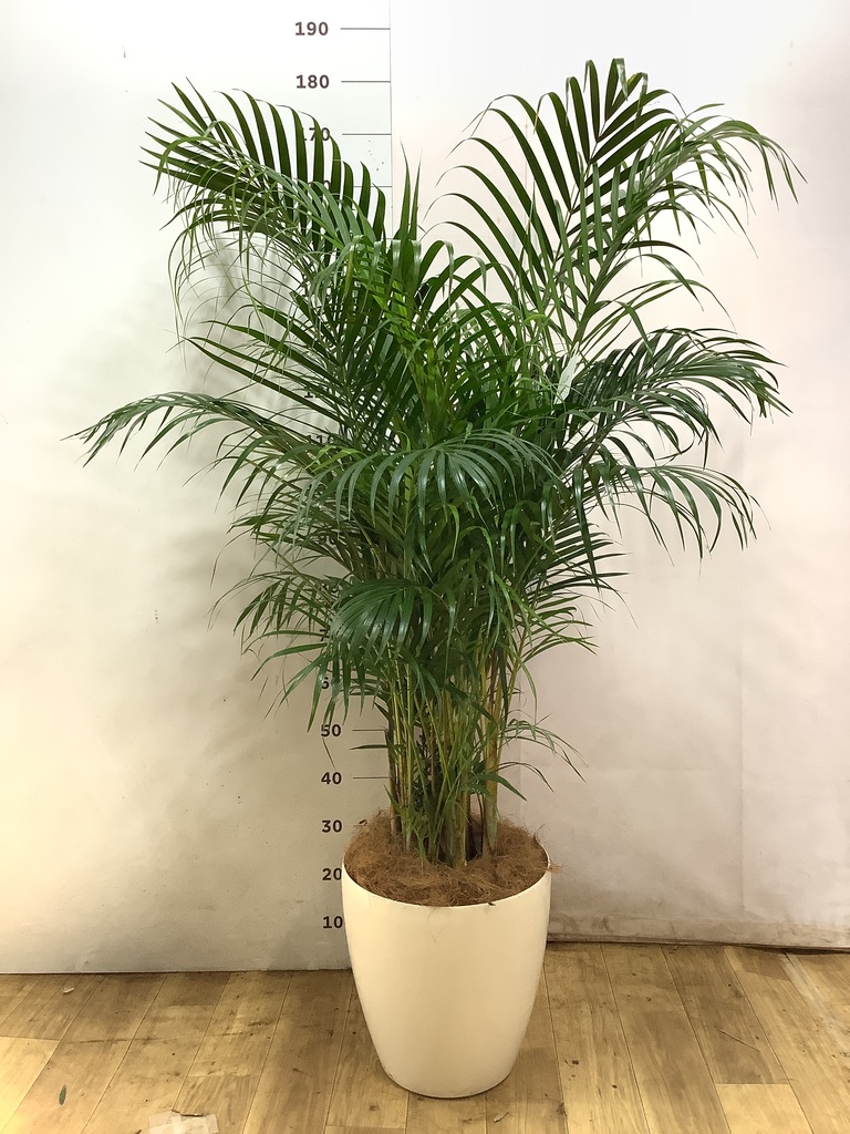 観葉植物 アレカヤシ 10号 ラスターポット 付き | 観葉植物なら