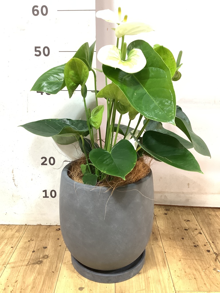 アンスリウム 5号 | 観葉植物 | 送料無料でお届け - Hitohana（ひとはな）