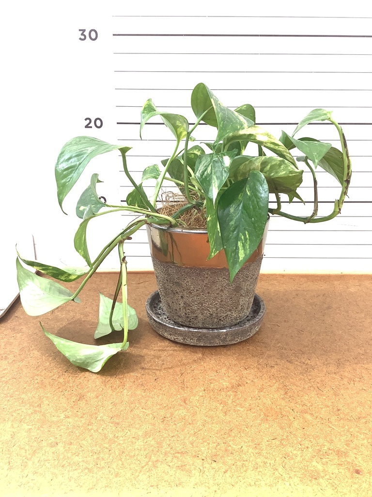 斑入り　ポトス　苗　観葉植物 観葉植物 ポトス 3号 斑入り オーセ 11 K ブラック 付き | 観葉植物