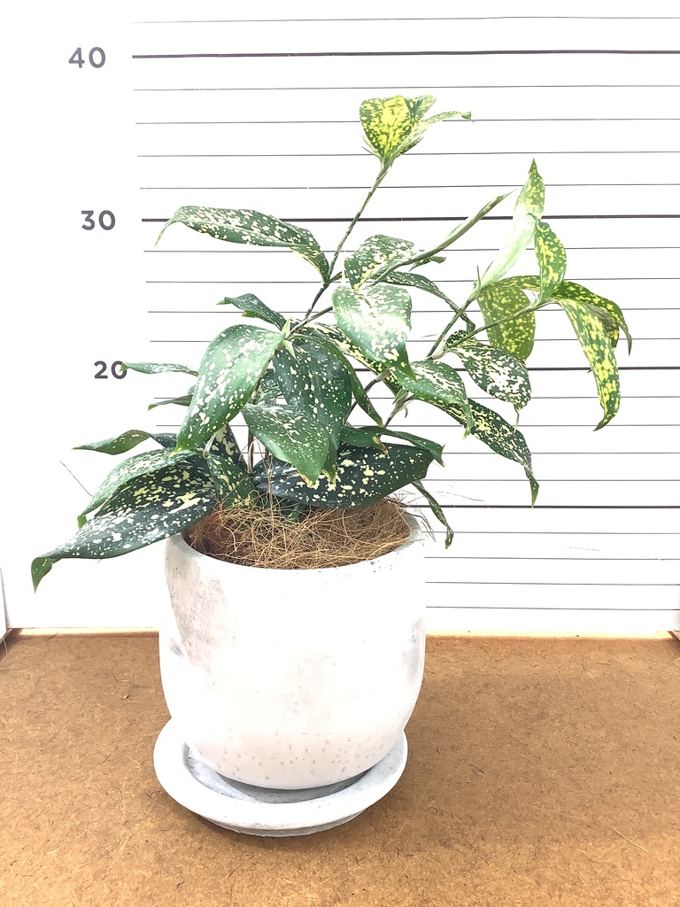 観葉植物 ドラセナ ゴッドセフィアーナ 4号 ラダ 15 B ベージュ 付き