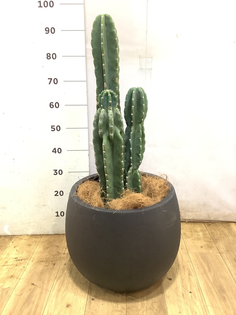 柱サボテン 1点もの（現品・現物） | 観葉植物通販HitoHana(ひとはな)