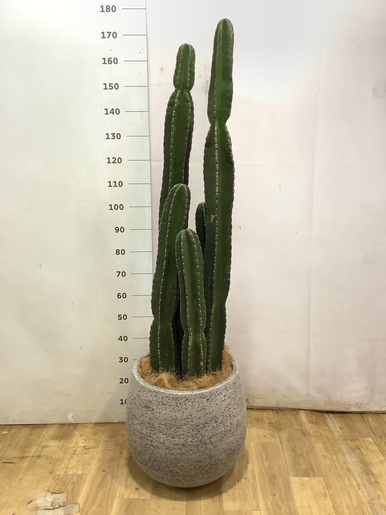 観葉植物 柱サボテン 10号 セドナロング 墨 付き | 観葉植物なら