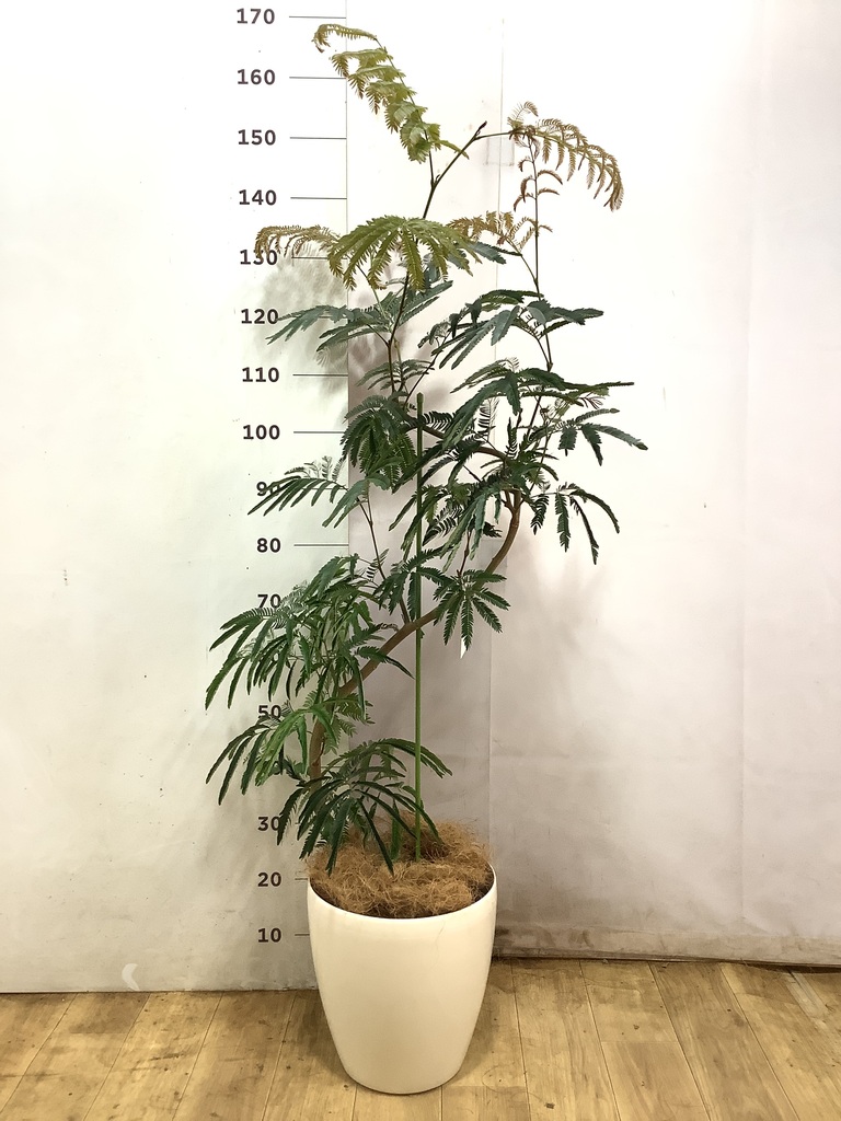 エバーフレッシュ 1点もの（現品・現物） | 観葉植物 | 送料無料でお