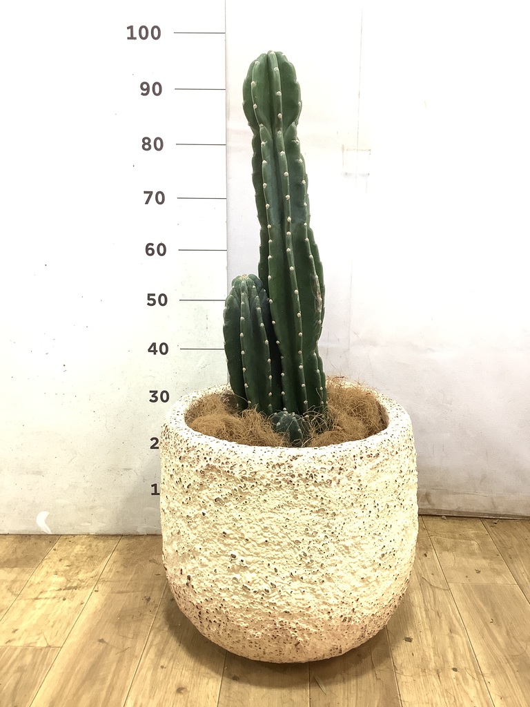 柱サボテン 1点もの（現品・現物） | 観葉植物通販HitoHana(ひとはな)