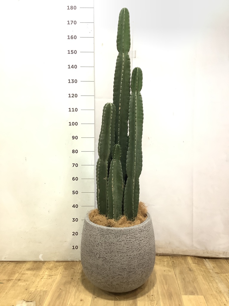 観葉植物 柱サボテン 10号 セドナロング 墨 付き | 観葉植物なら