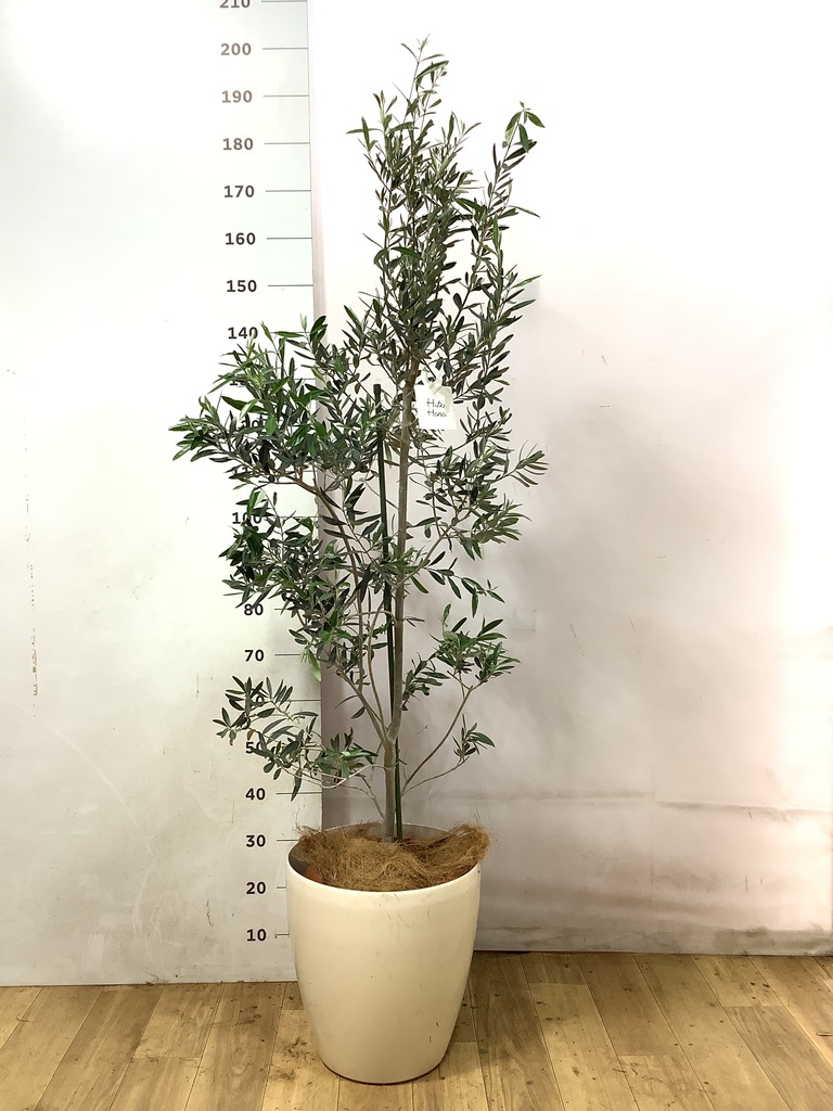 オリーブの木 チプレッシーノ | 観葉植物 | 送料無料でお届け