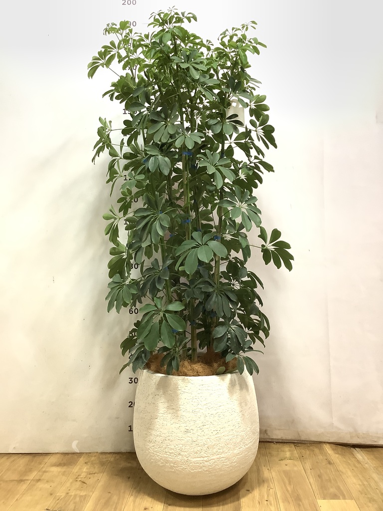 観葉植物 カポック（シェフレラ） 【170cm】 13号 #72076 ※1都3県配送