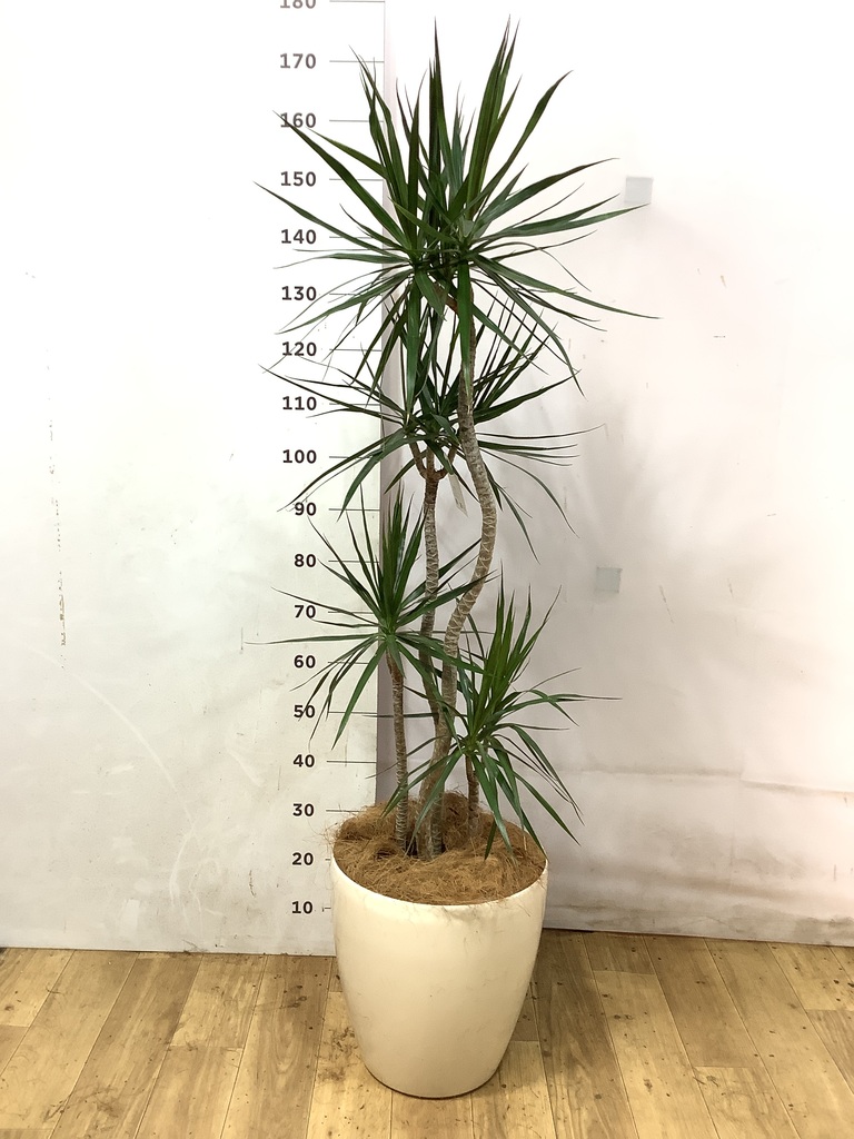 ドラセナ(2本立ち) ドラセナ コンシンネ 一本立ち | 観葉植物 | インテリアやギフトに
