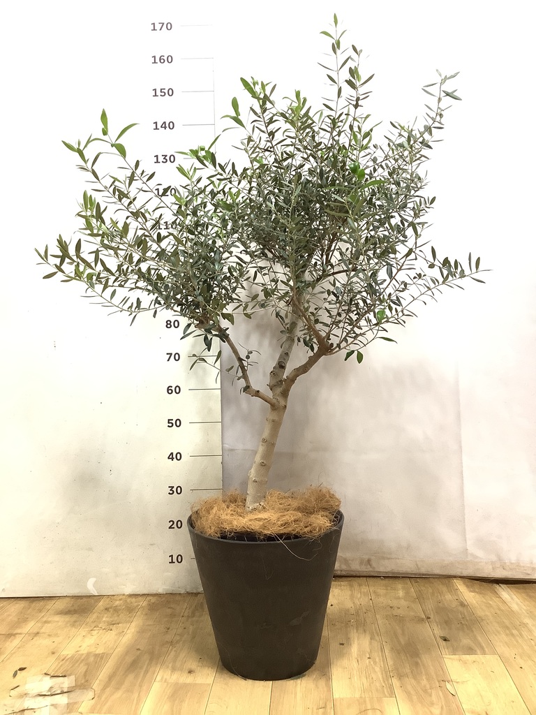 9号サイズの観葉植物 | 通販専門店 HitoHana（ひとはな）