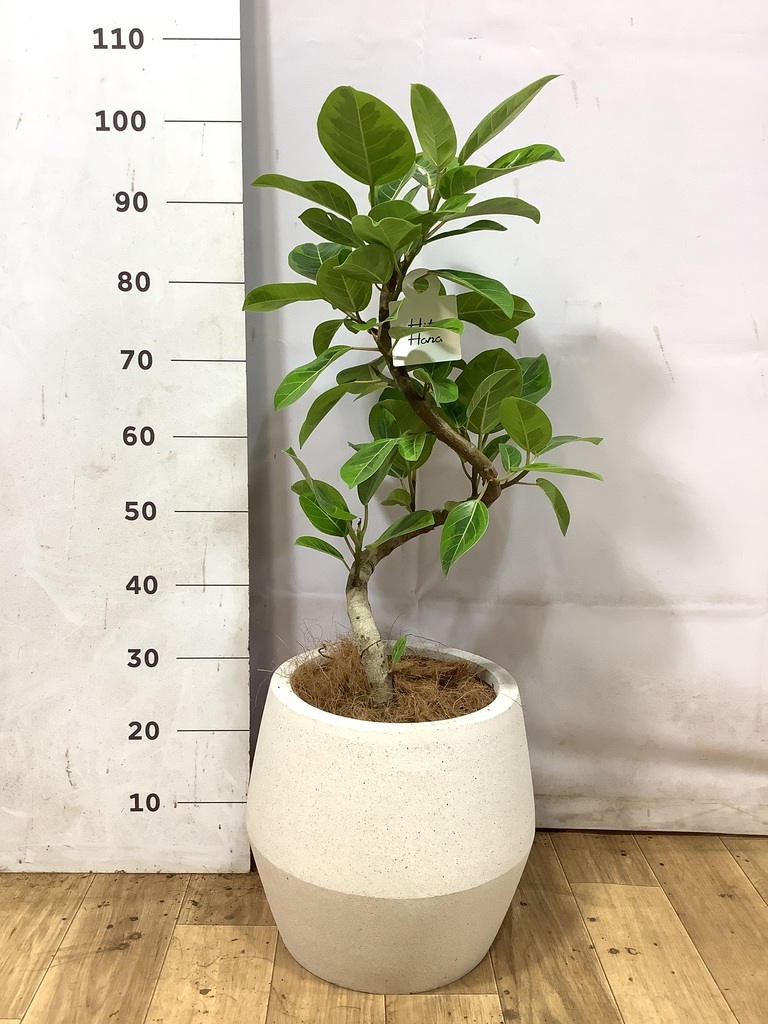 フィカス アルテシーマ 1点もの（現品・現物） | 観葉植物 - HitoHana