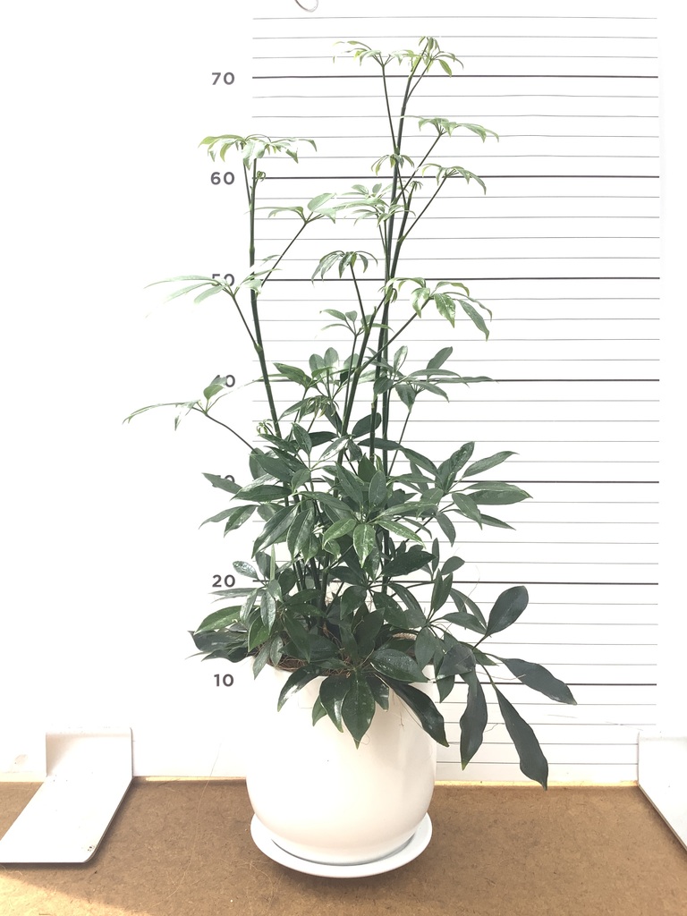 シェフレラ コンパクタ 1点もの | 観葉植物の通販ならHitoHana（ひとはな）