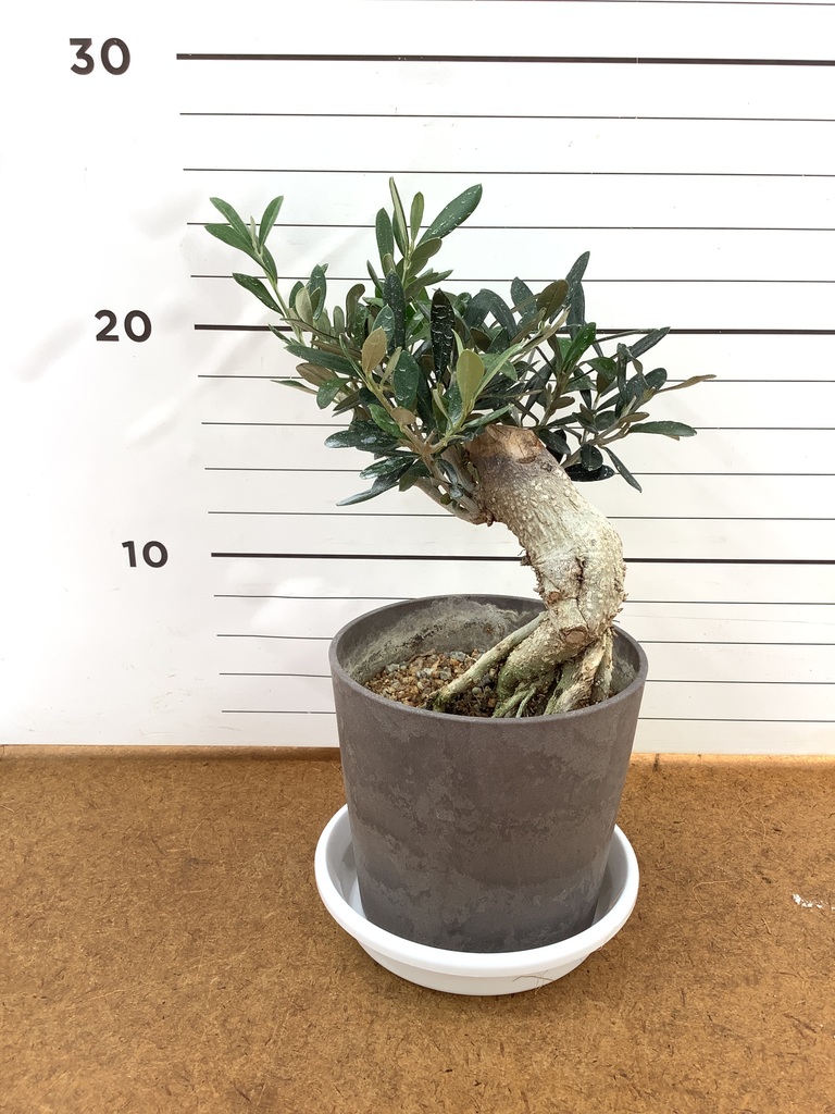 観葉植物 オリーブ 4号 創樹 盆栽仕立て | 観葉植物ならHitoHana(ひとはな)