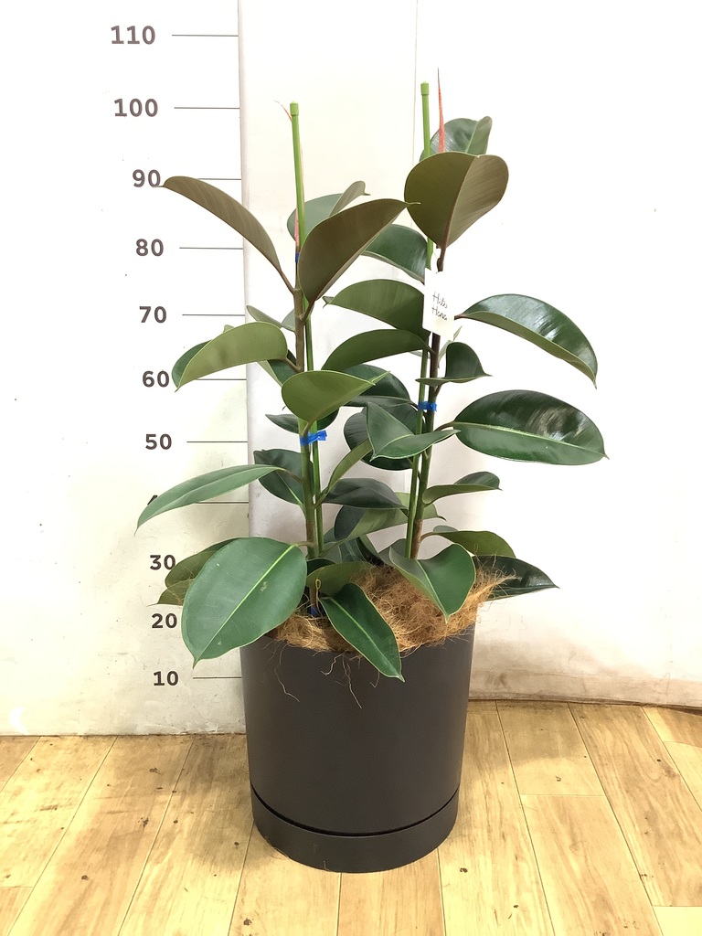 フィカス ロブスター 写真 | 観葉植物通販HitoHana(ひとはな)
