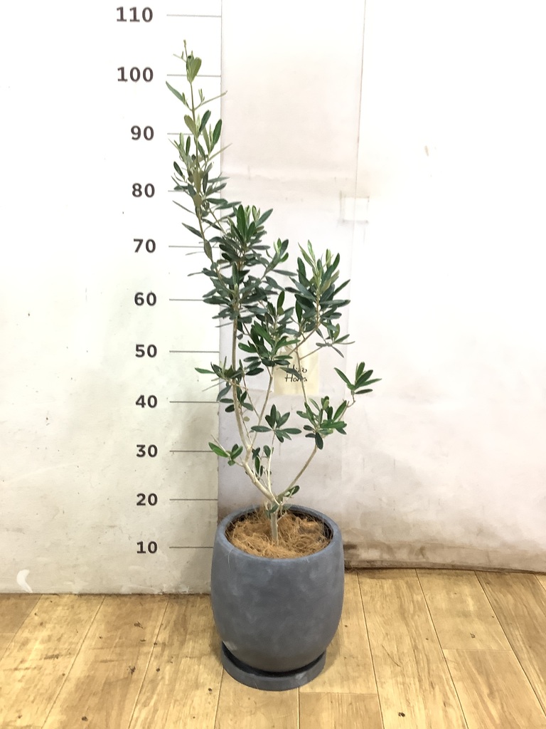 オリーブの木 チプレッシーノ | 観葉植物 | 送料無料でお届け