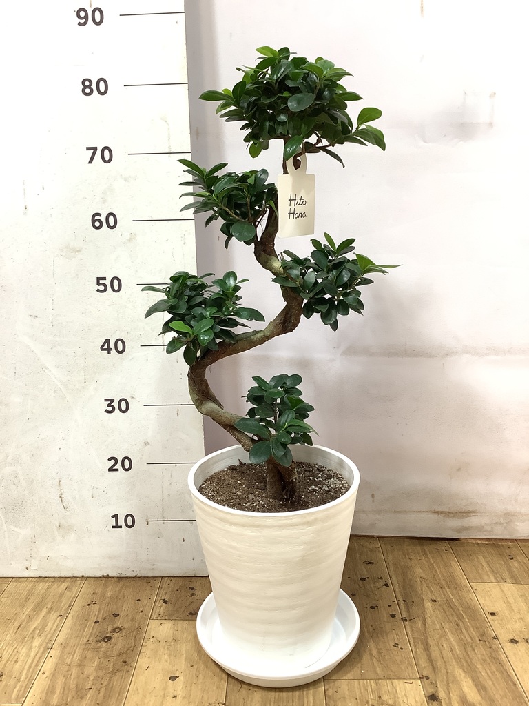 ガジュマル 8号 | 観葉植物通販HitoHana(ひとはな)
