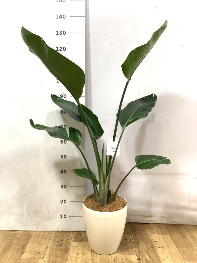 オーガスタ 7号 | 観葉植物の通販ならHitoHana
