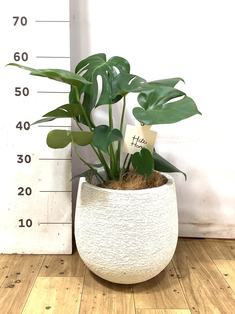 モンステラ 1点もの | 観葉植物 | 送料無料でお届け - Hitohana（ひと