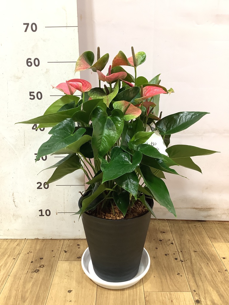 アンスリウム 7号 | 観葉植物の通販ならHitoHana（ひとはな）