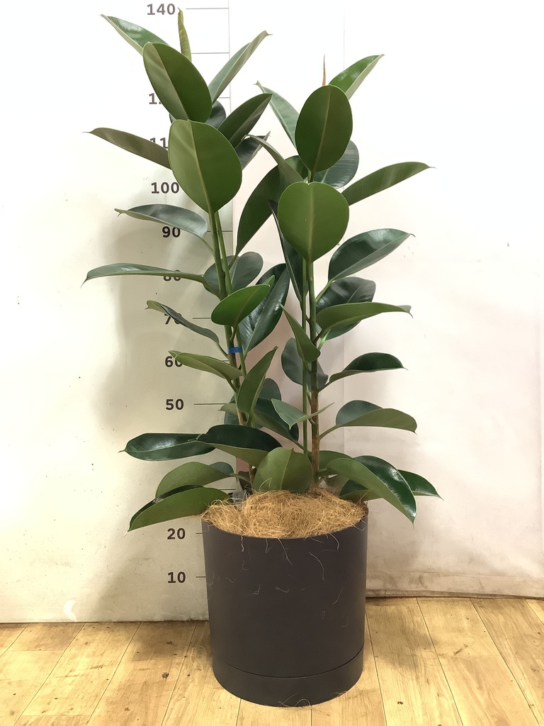 フィカス ロブスター | 観葉植物通販HitoHana(ひとはな)