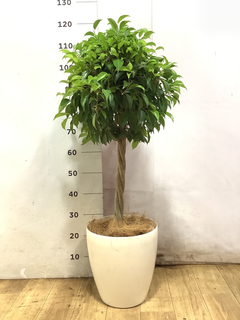 フィカス ベンジャミン 8号 | 観葉植物 | インテリアやギフトに