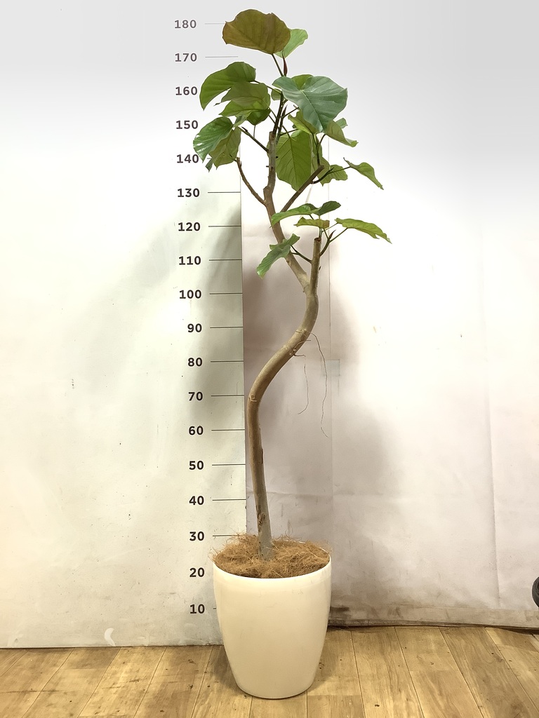 ウンベラータ 8号 | 観葉植物の通販ならHitoHana（ひとはな）
