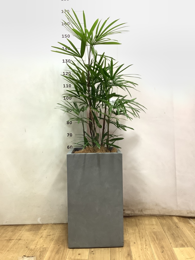 観葉植物 シュロチク（棕櫚竹） 8号 リブバスケットNatural 付き