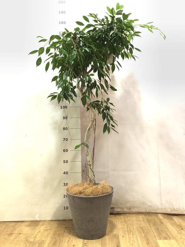 観葉植物 ベンジャミン 9号 ヌダ プラスチック鉢 | 観葉植物なら