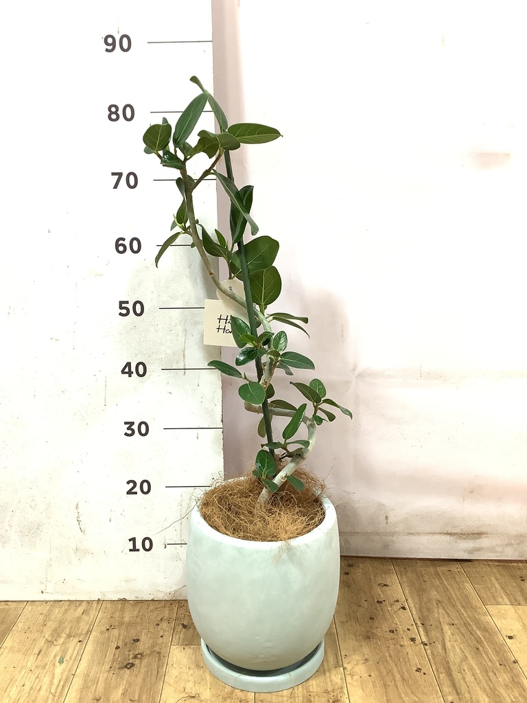 フィカス ベンガレンシス 1点もの（現品・現物） | 観葉植物 | 送料