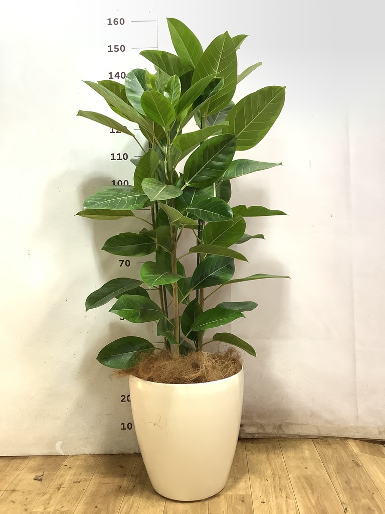 フィカス アルテシーマ 1点もの（現品・現物） | 観葉植物 - HitoHana