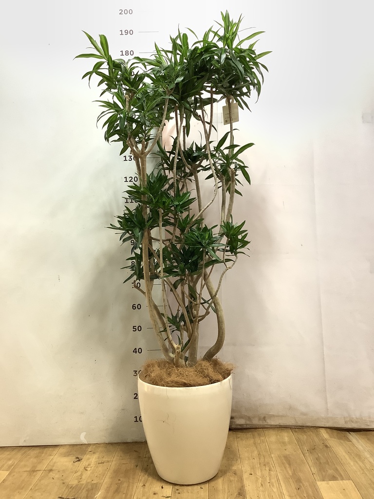 ドラセナ ソング オブ ジャマイカ 10号 | 観葉植物 | インテリアや
