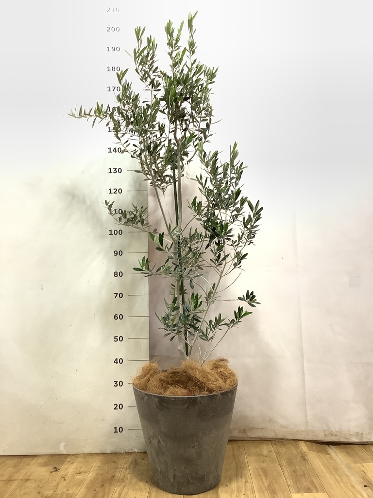 オリーブの木 チプレッシーノ | 観葉植物 | 送料無料でお届け
