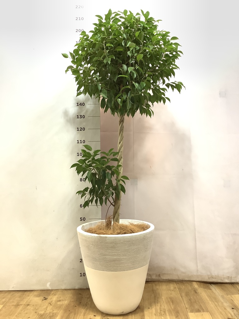 観葉植物 フィカス ベンジャミン 10号 玉造り リブバスケットNatural