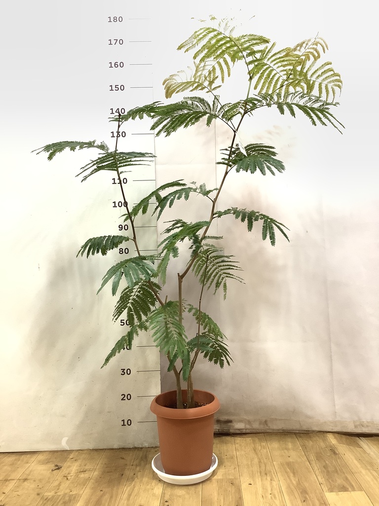 エバーフレッシュ 1点もの（現品・現物） | 観葉植物 | 送料無料でお
